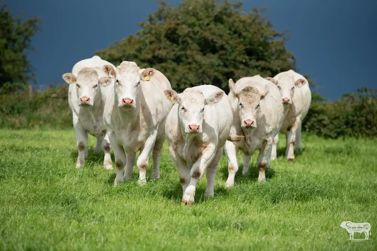 Charolais Heifers & Recipients – Open Day - Image 1