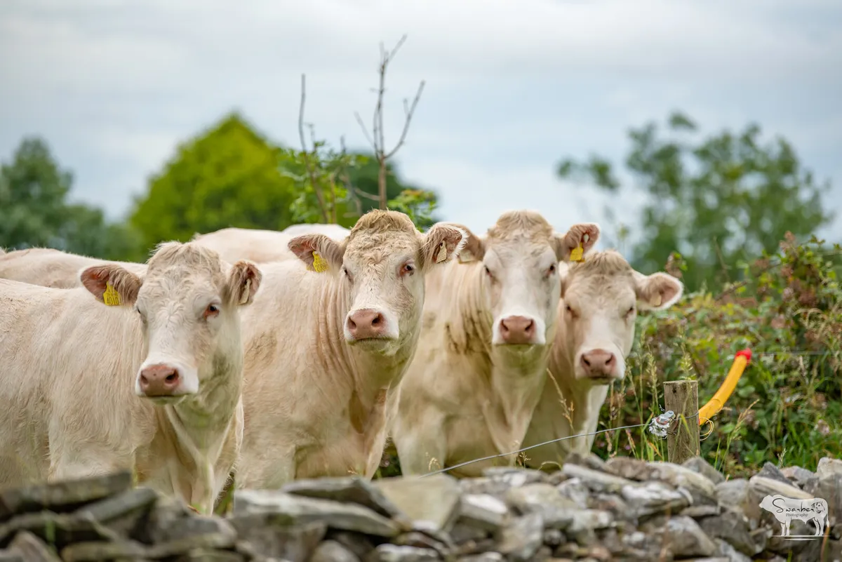 Charolais Heifers & Recipients – Open Day - Image 2