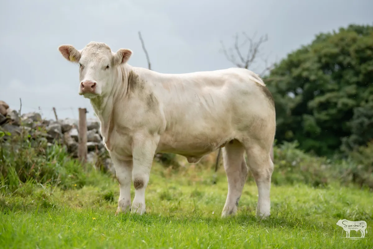 Charolais Heifers & Recipients – Open Day - Image 3