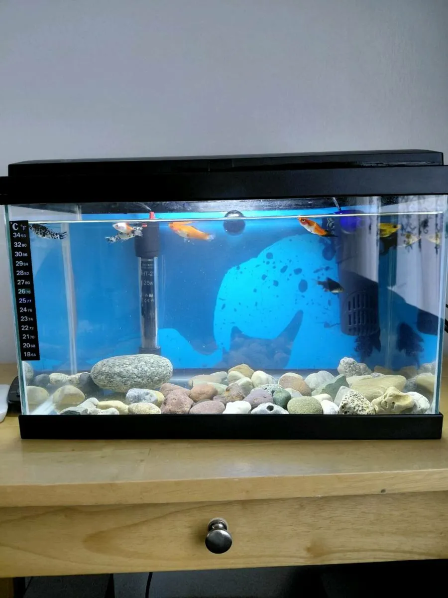 Fish tank - Image 1