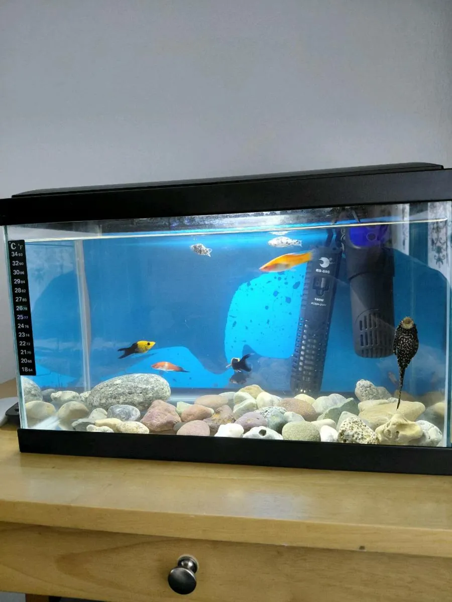 Fish tank - Image 2