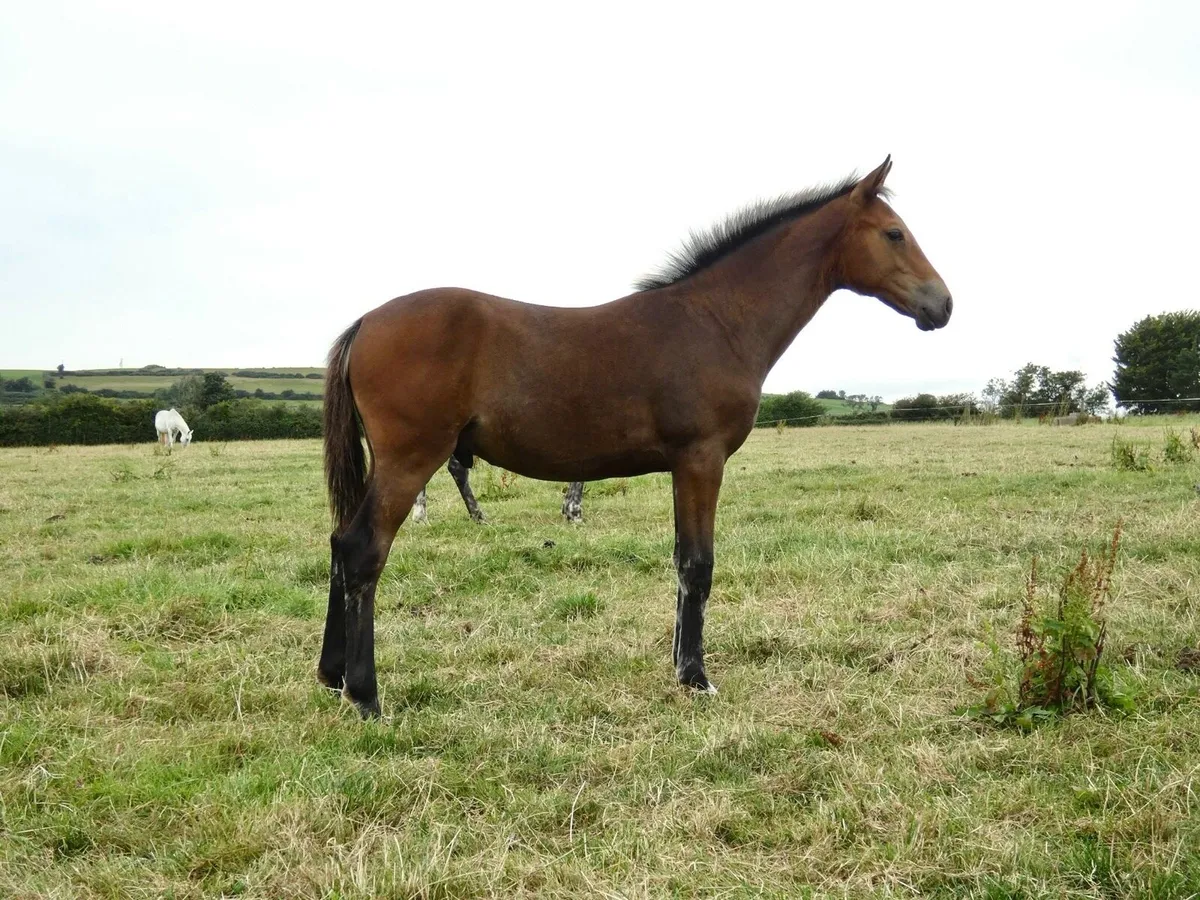 Traditional Irish Colt foal - Image 1