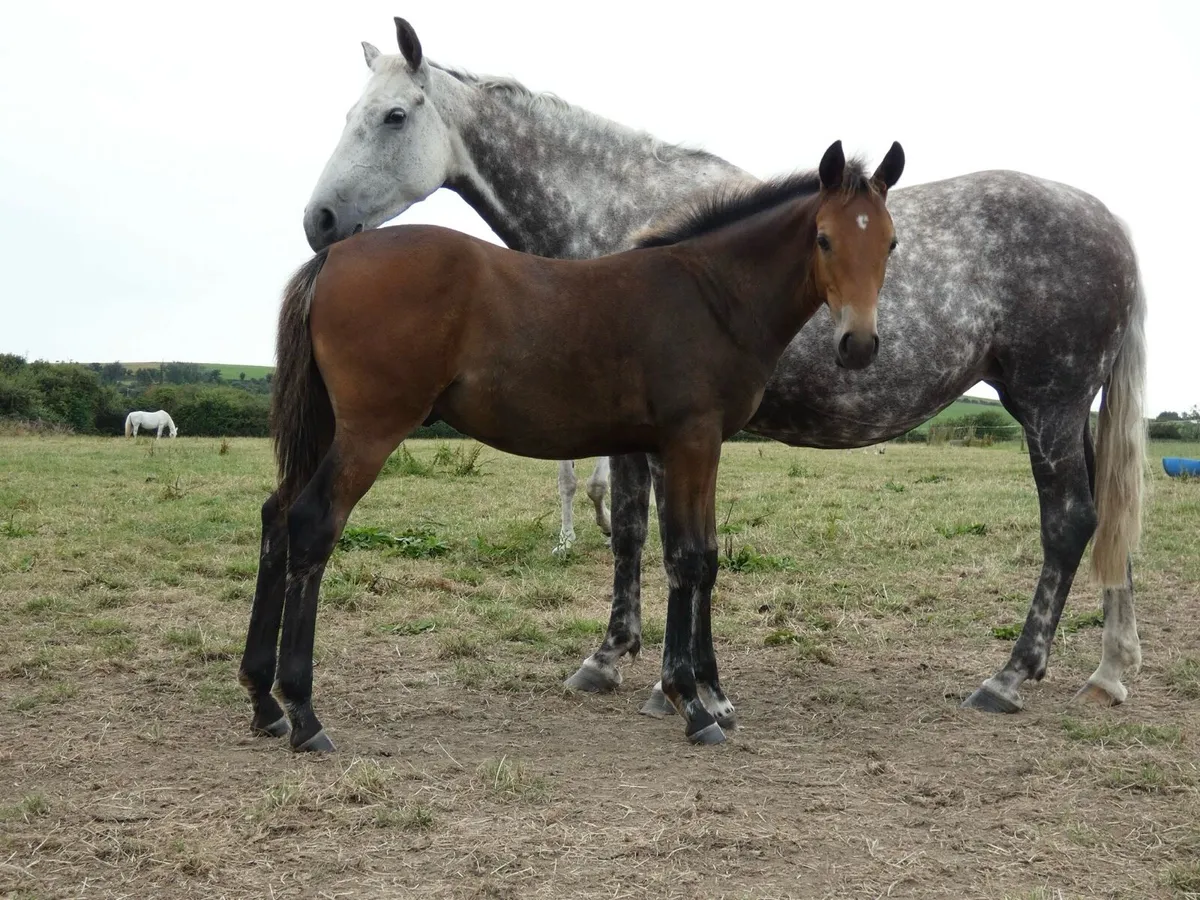 Traditional Irish Colt foal - Image 2