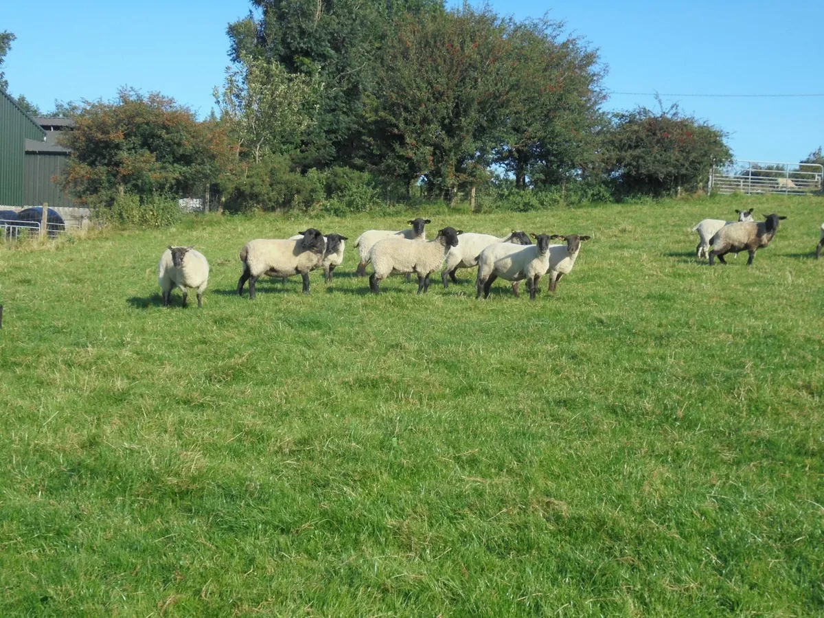 Breeding Hoggets , Suffolk Ewes , Breeding Ewes. - Image 1