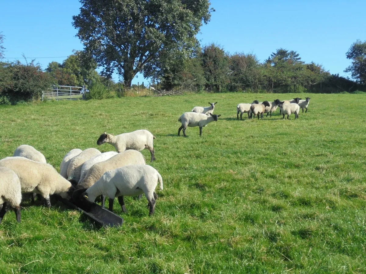 Breeding Hoggets , Suffolk Ewes , Breeding Ewes. - Image 2