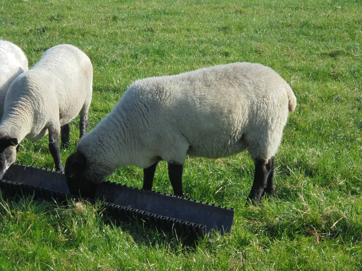 Breeding Hoggets , Suffolk Ewes , Breeding Ewes. - Image 3