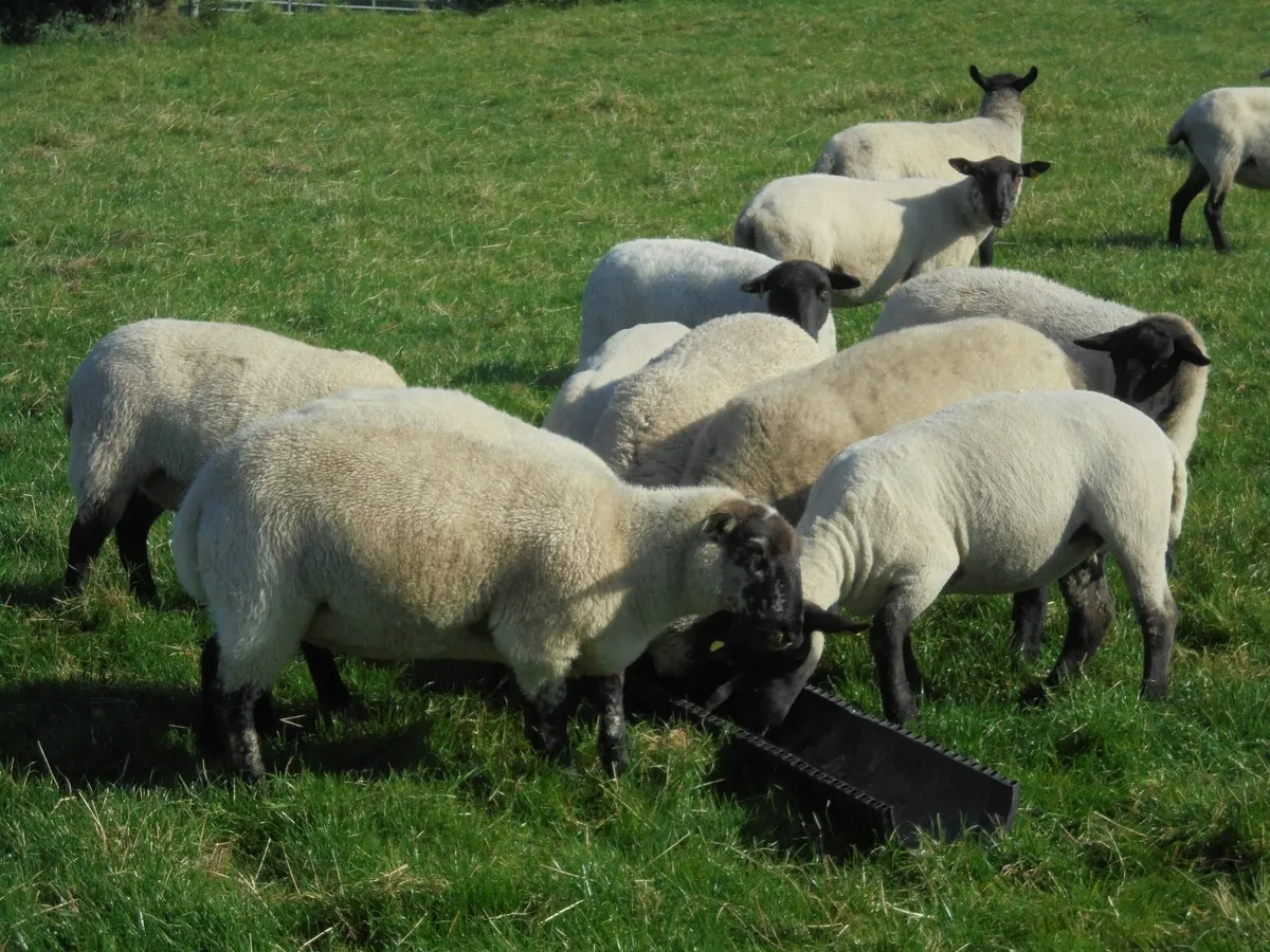 Breeding Hoggets , Suffolk Ewes , Breeding Ewes. - Image 4