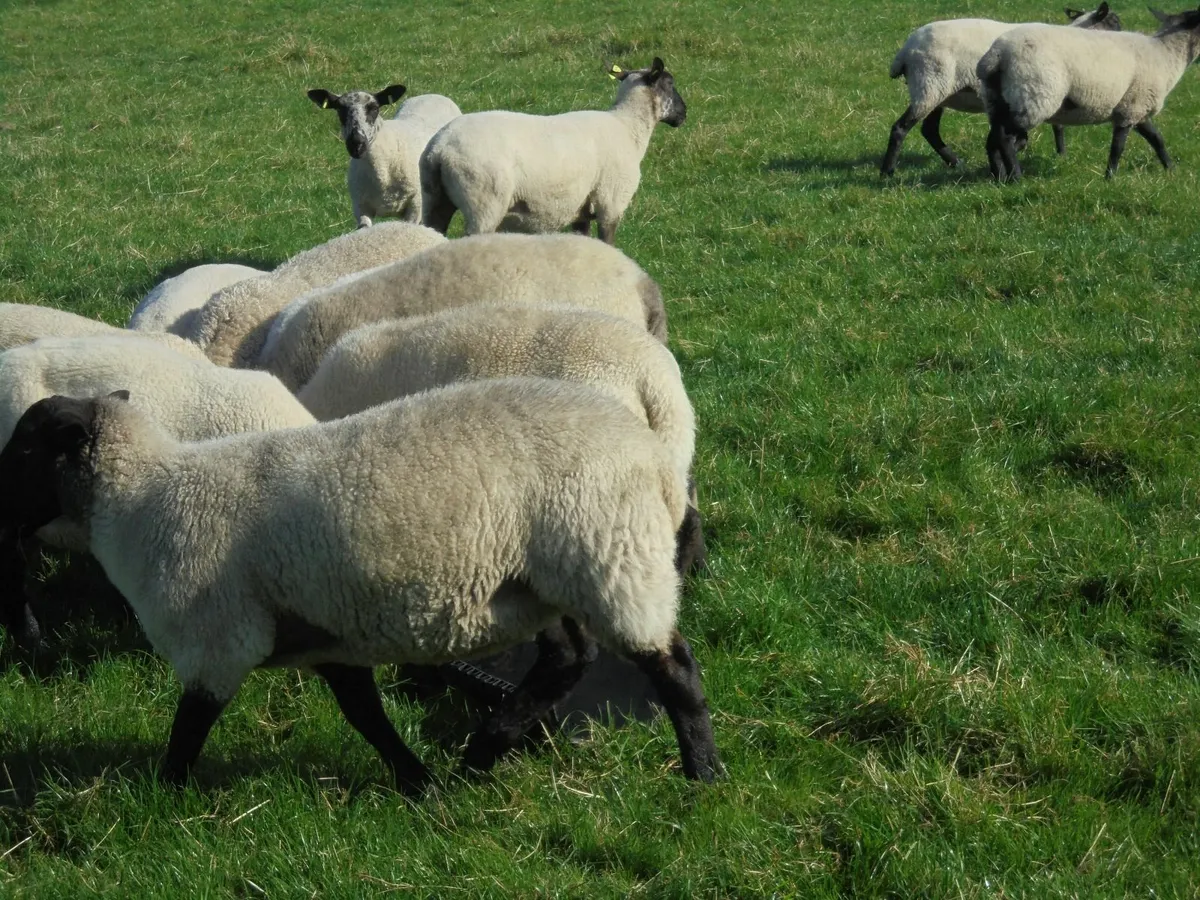 Breeding Hoggets , Suffolk Ewes , Breeding Ewes. - Image 1