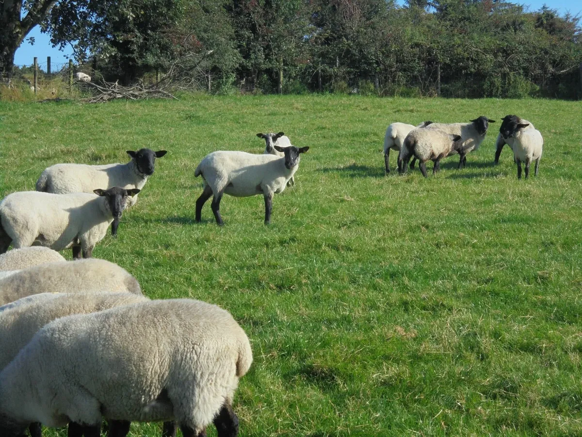 Breeding Hoggets , Suffolk Ewes , Breeding Ewes. - Image 3