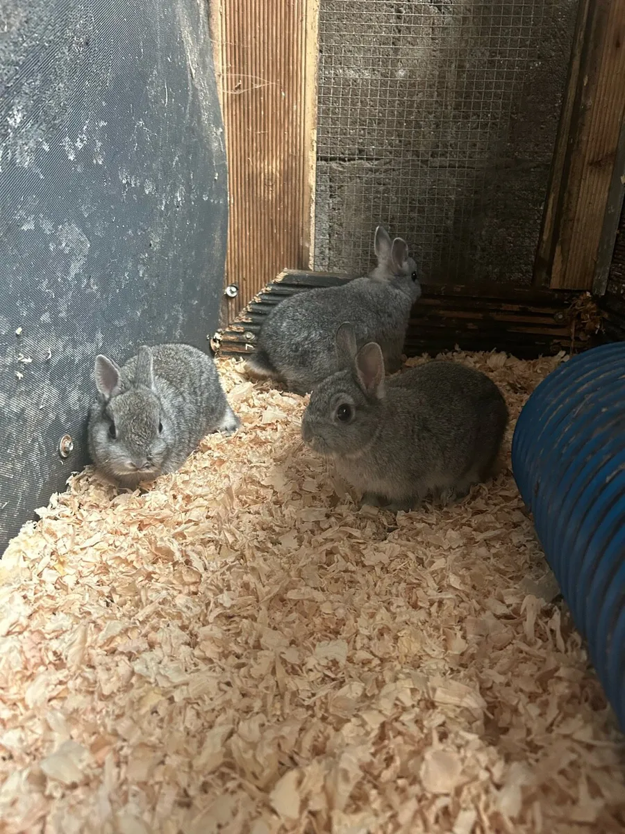 Dwarf bunnies - Image 1