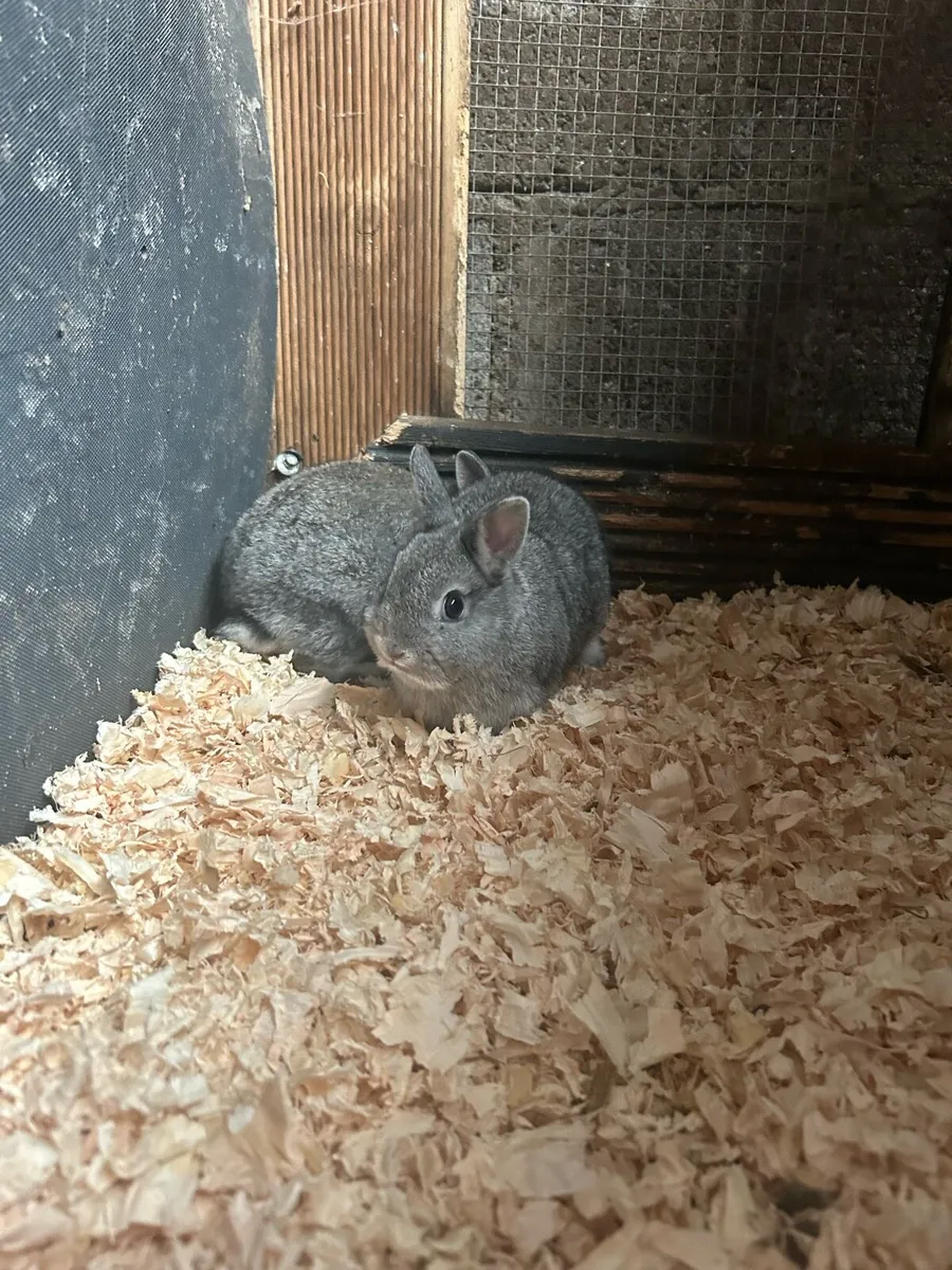 Dwarf bunnies - Image 2