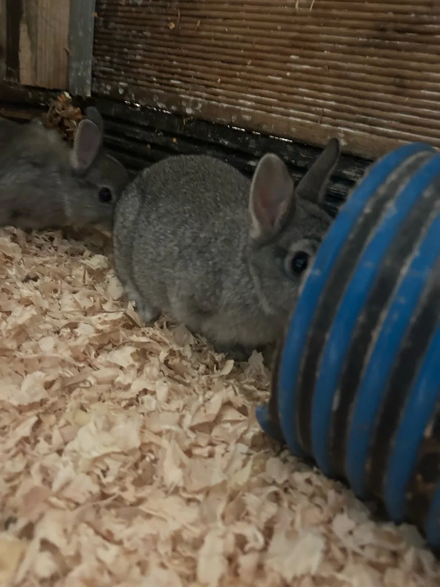 Dwarf bunnies - Image 3