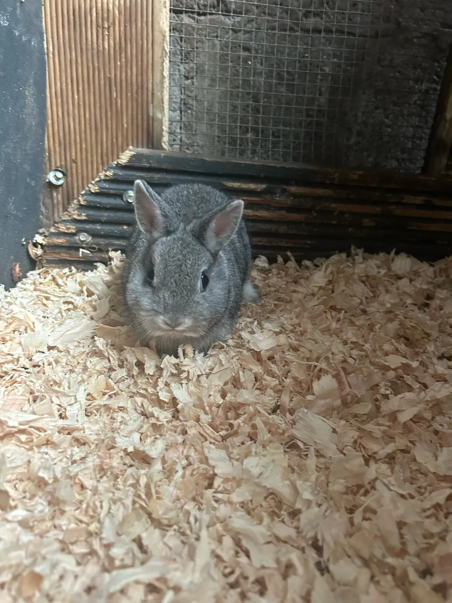 Dwarf bunnies - Image 4