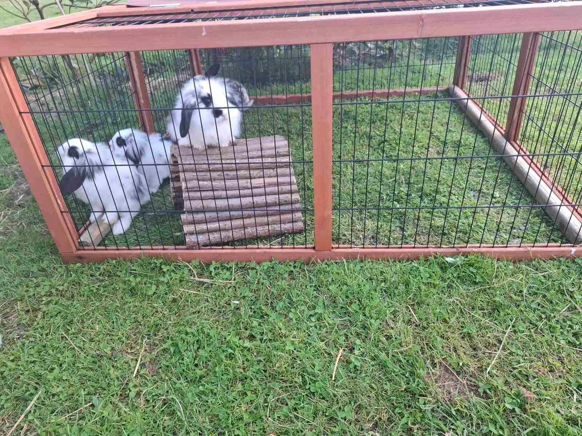 Rabbits - Image 1