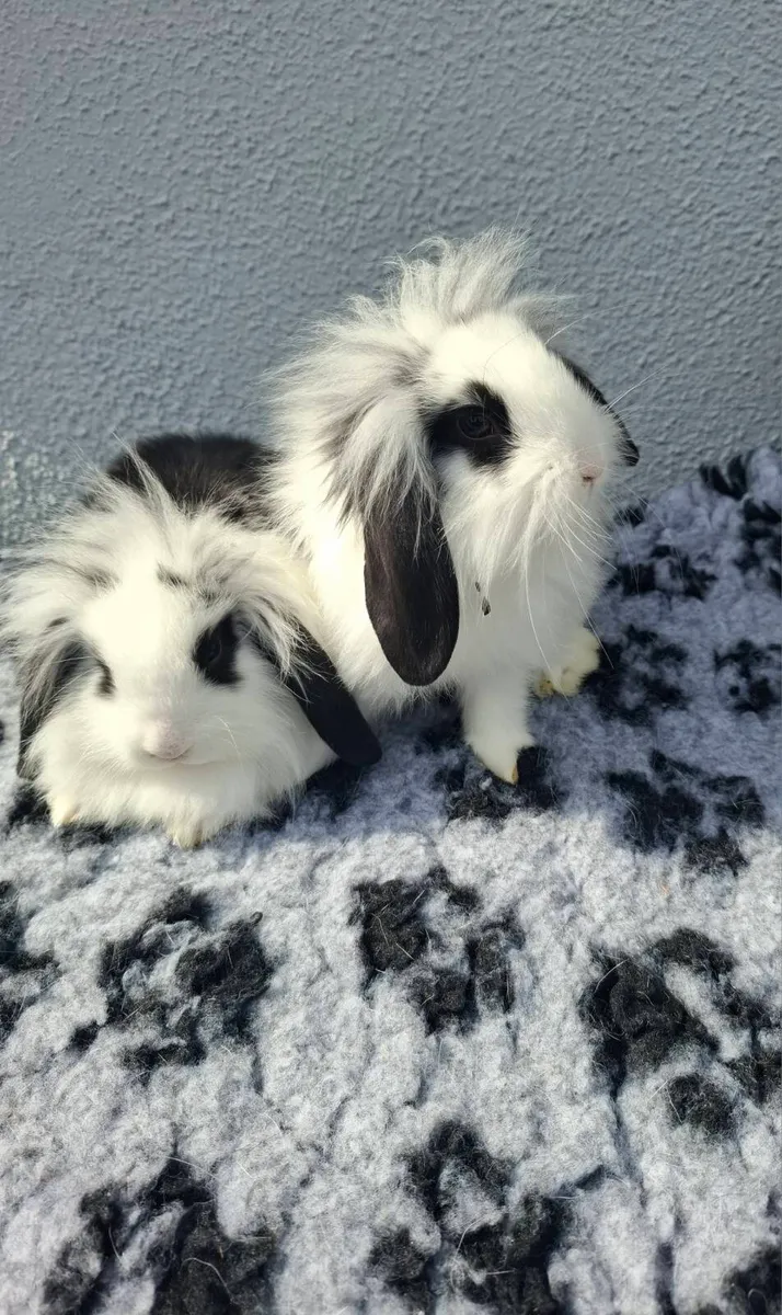 Rabbits - Image 2