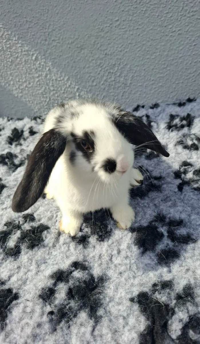 Rabbits - Image 3