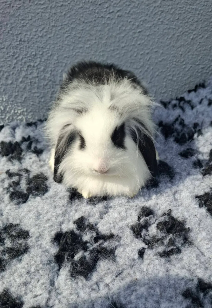 Rabbits - Image 4