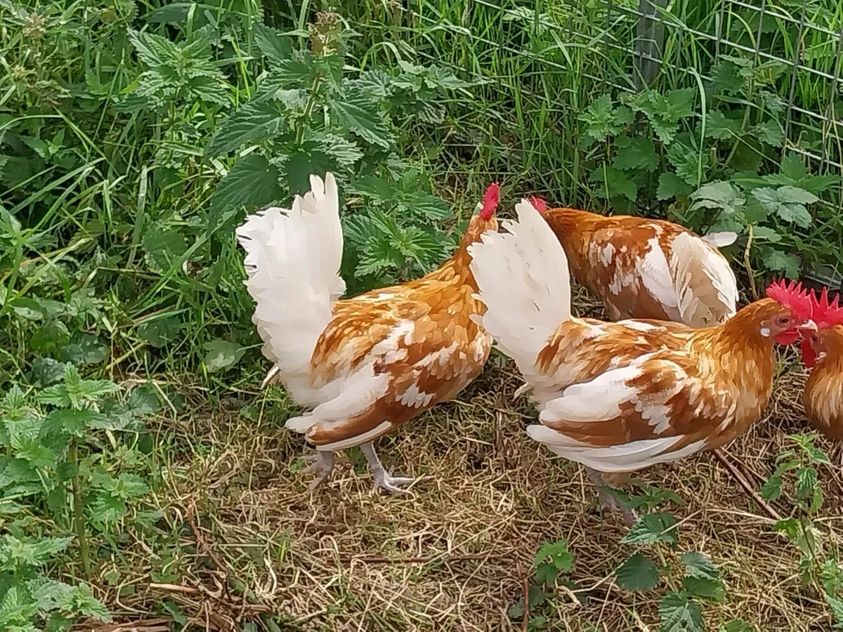 Friesan Roosters - Image 1
