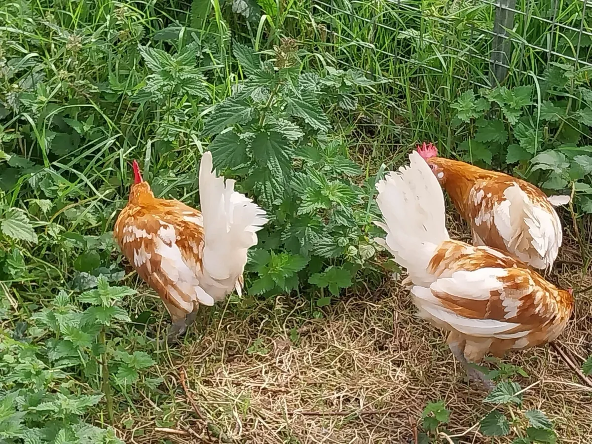 Friesan Roosters - Image 2