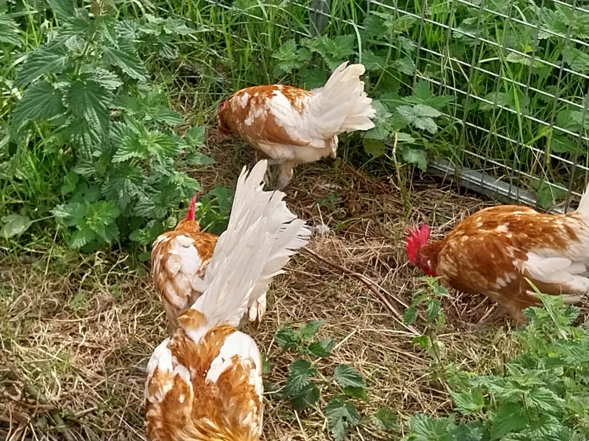 Friesan Roosters - Image 3