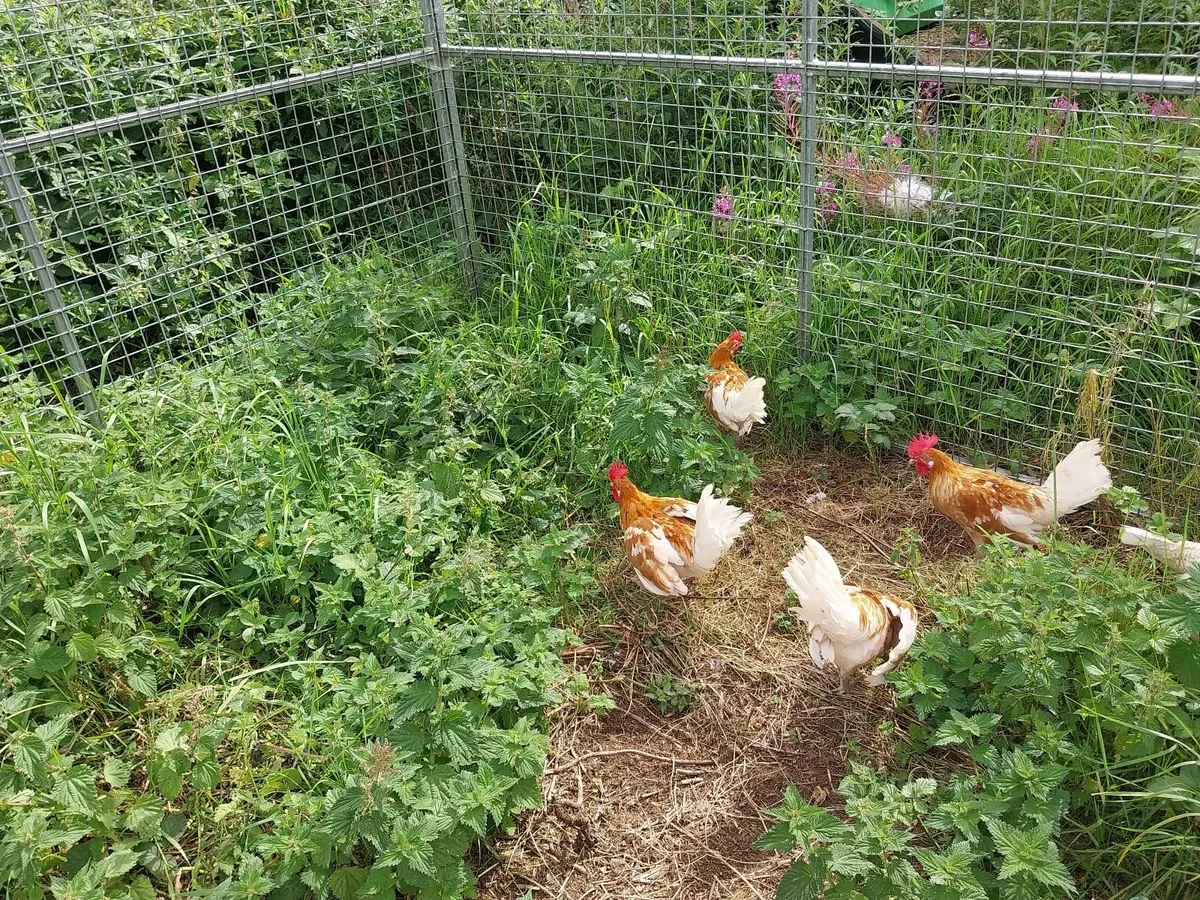 Friesan Roosters - Image 4