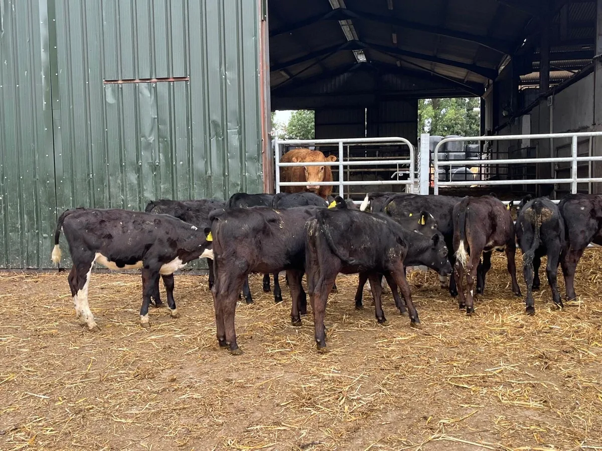 15 super  Angus weanling heifers - Image 1