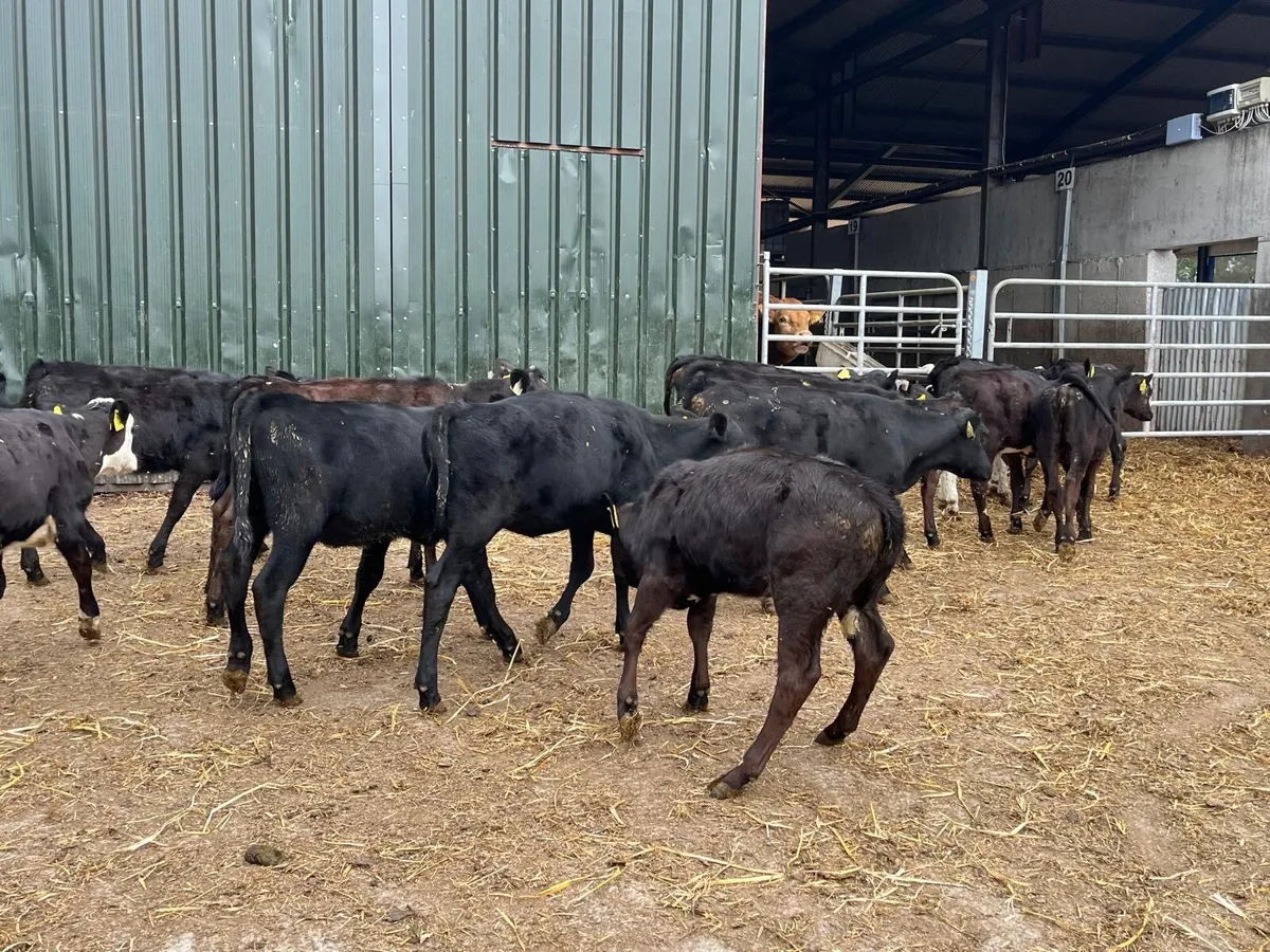 15 super  Angus weanling heifers - Image 2
