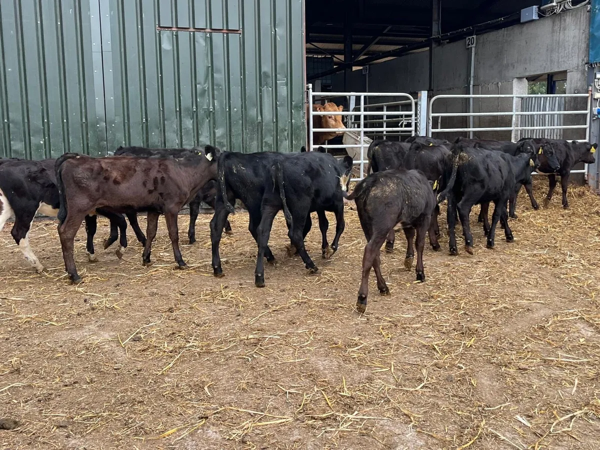 15 super  Angus weanling heifers - Image 3