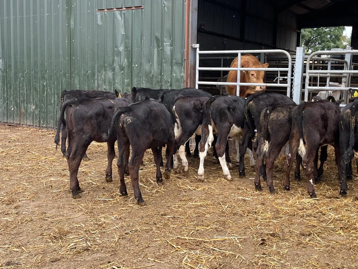 15 super  Angus weanling heifers - Image 4
