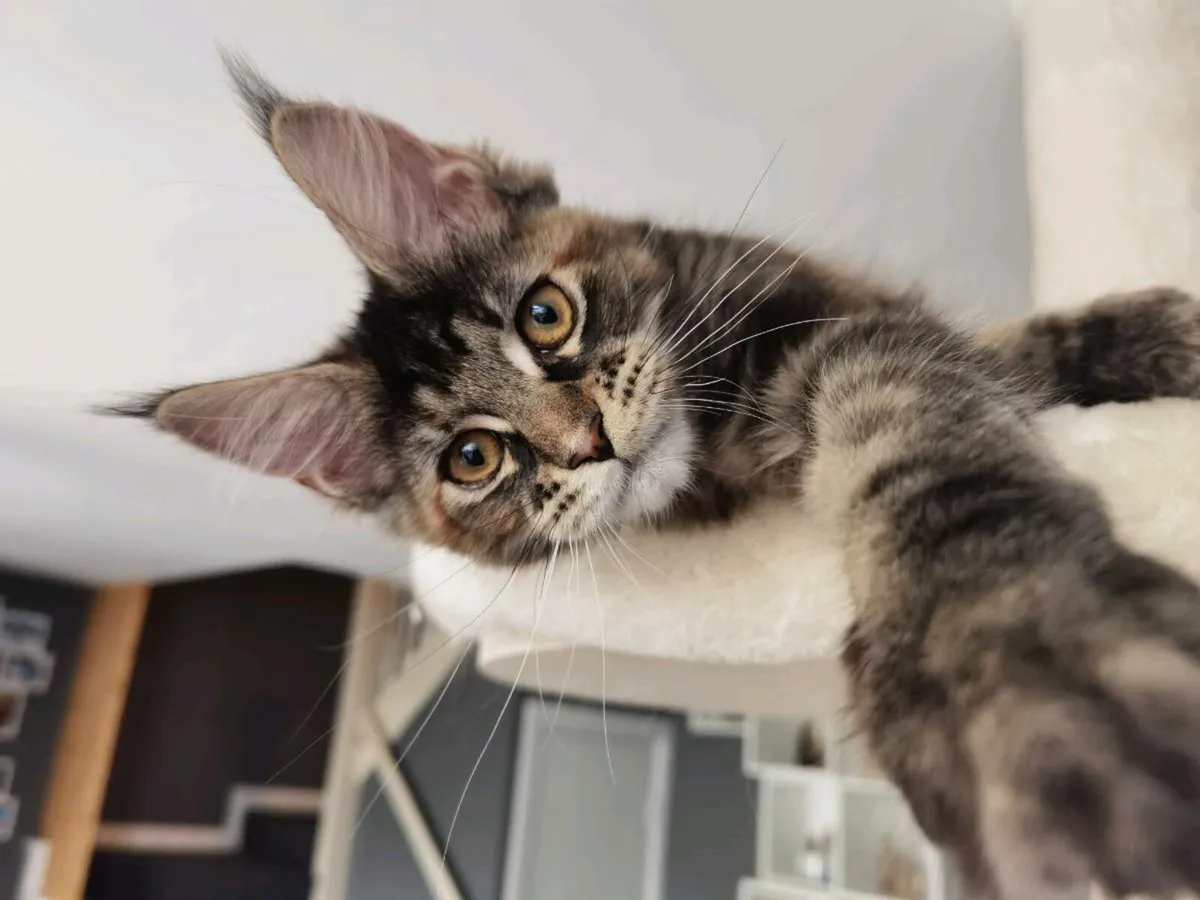 TICA Registered maine coon kittens - Image 1