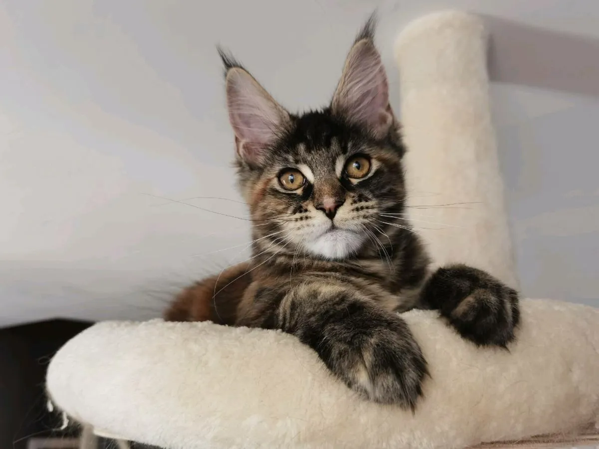 TICA Registered maine coon kittens - Image 3