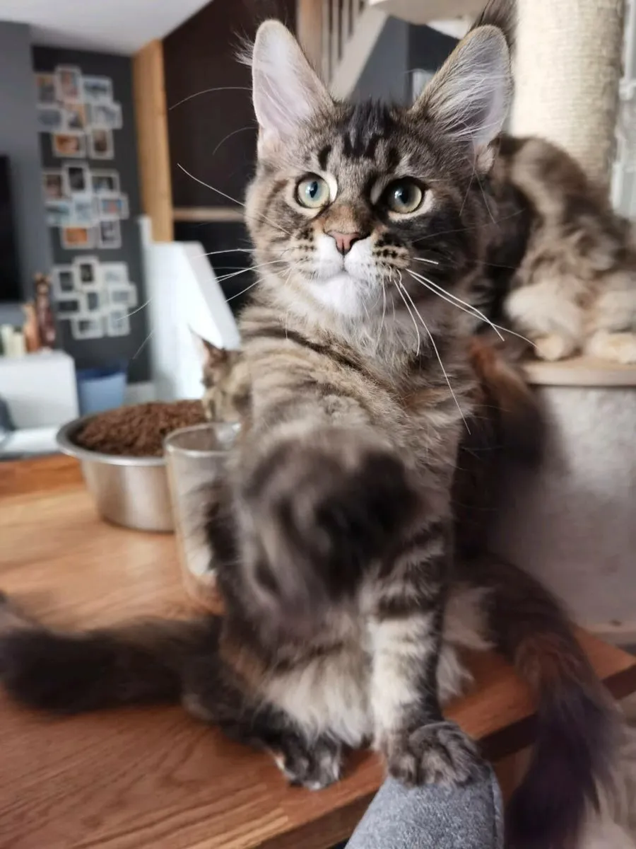 TICA Registered maine coon kittens - Image 2