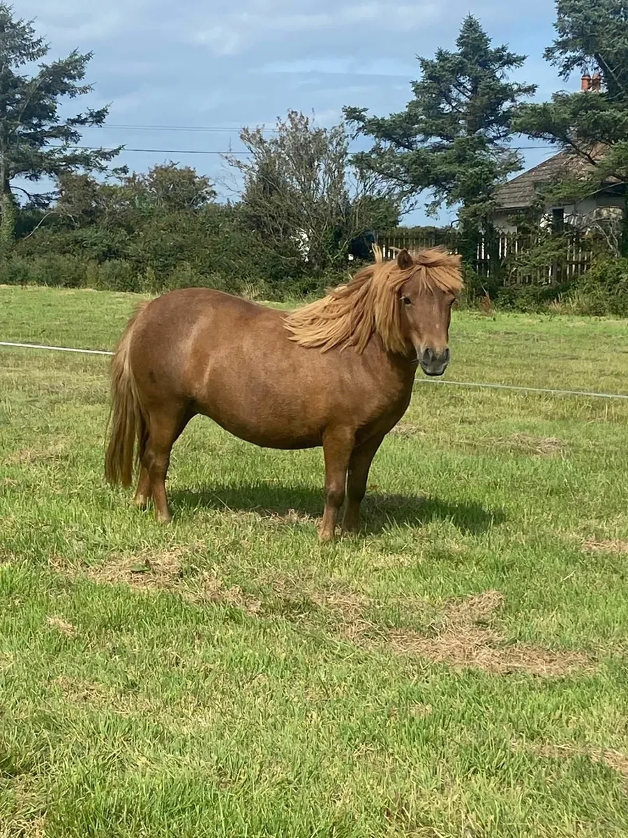 Pony