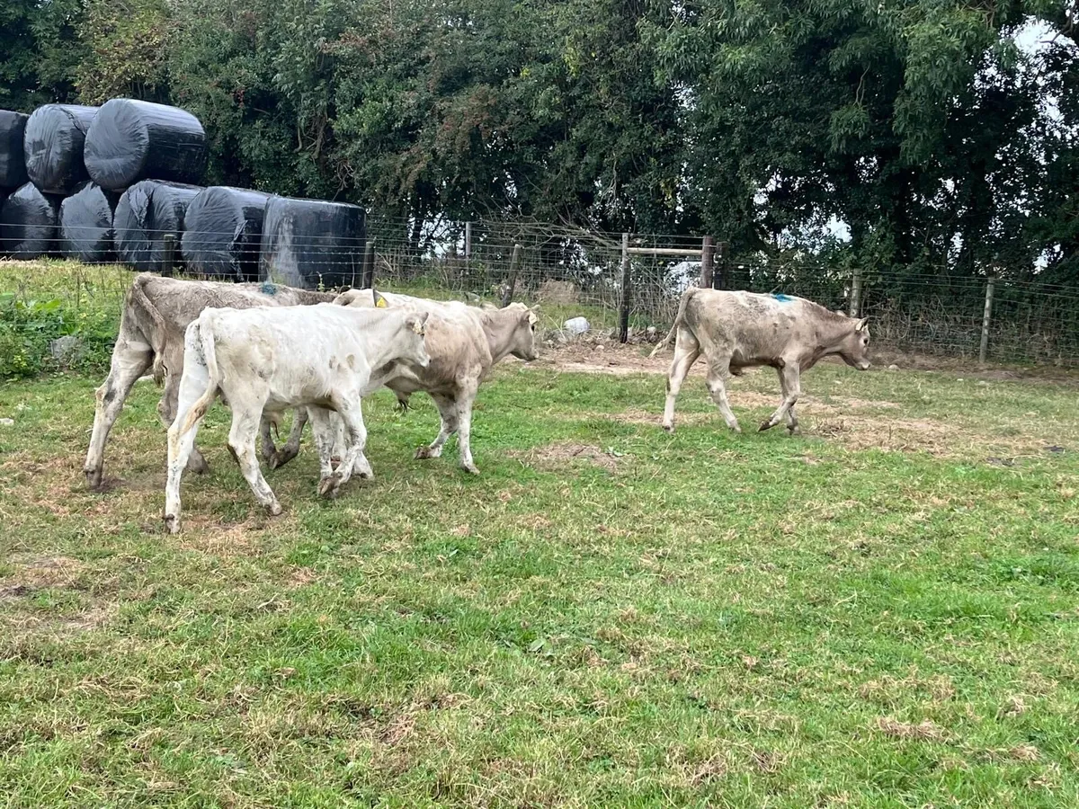 4 super charlaois bull weanlings - Image 1
