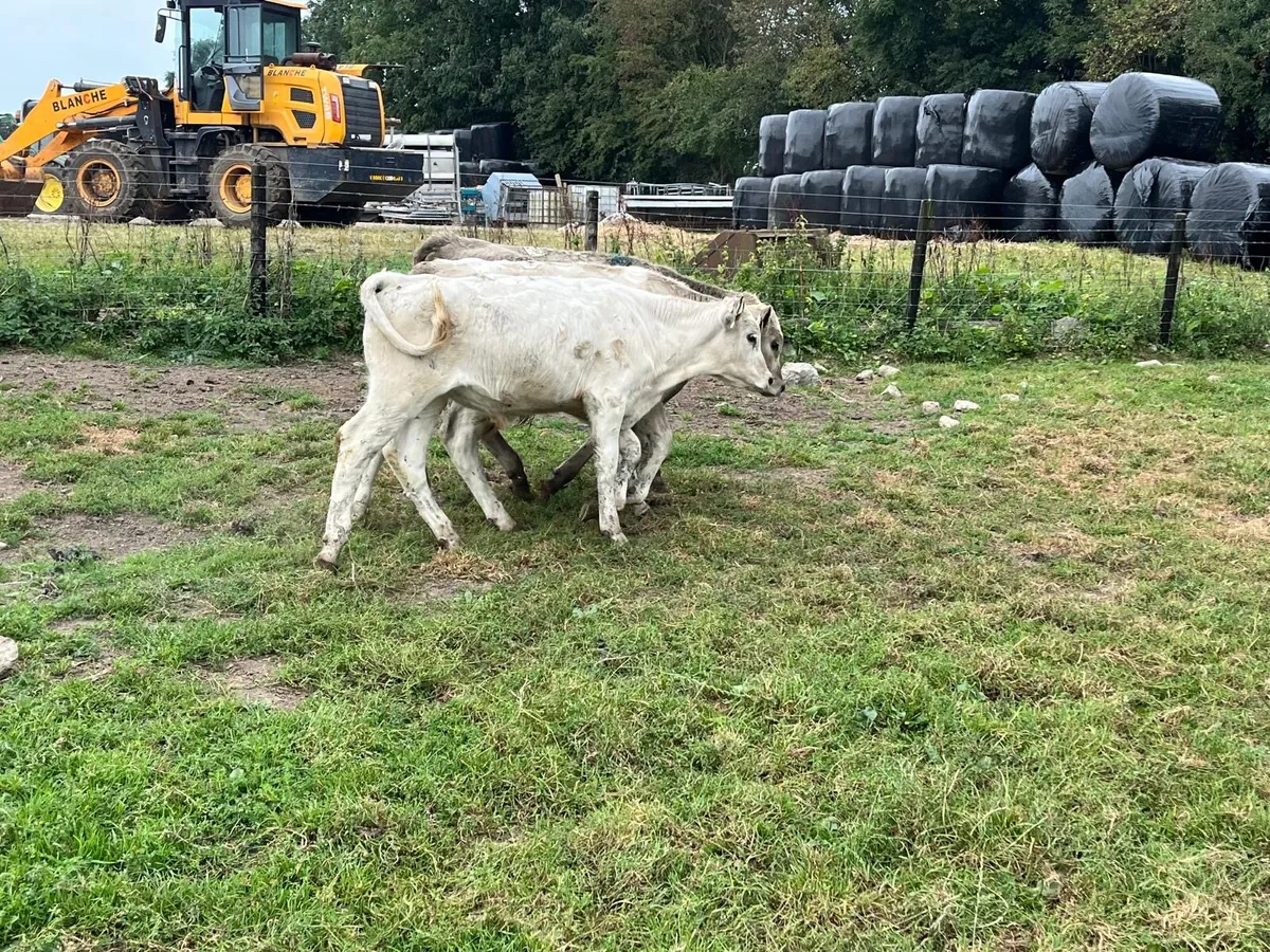 4 super charlaois bull weanlings - Image 2