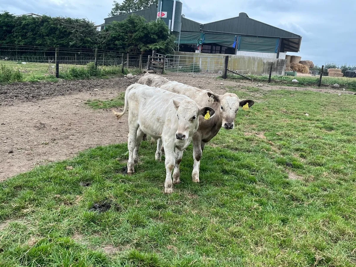 4 super charlaois bull weanlings - Image 4