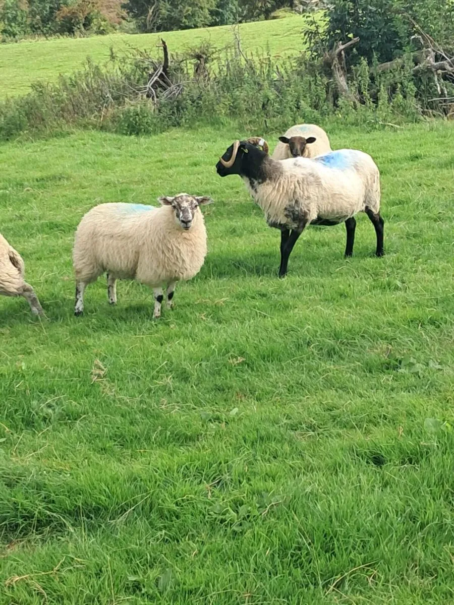 Hil tex ewe lambs - Image 4