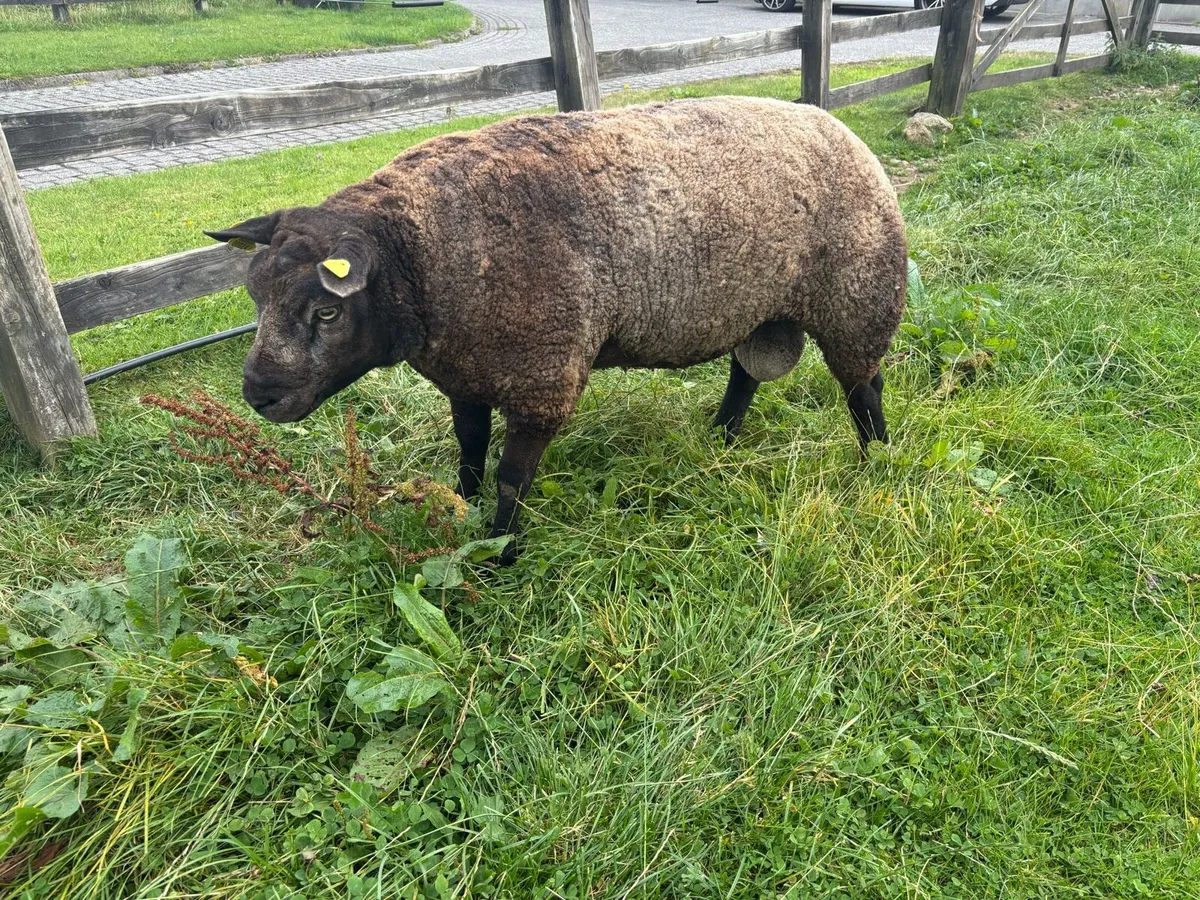 Pedigree Blue texel Ram - Image 2