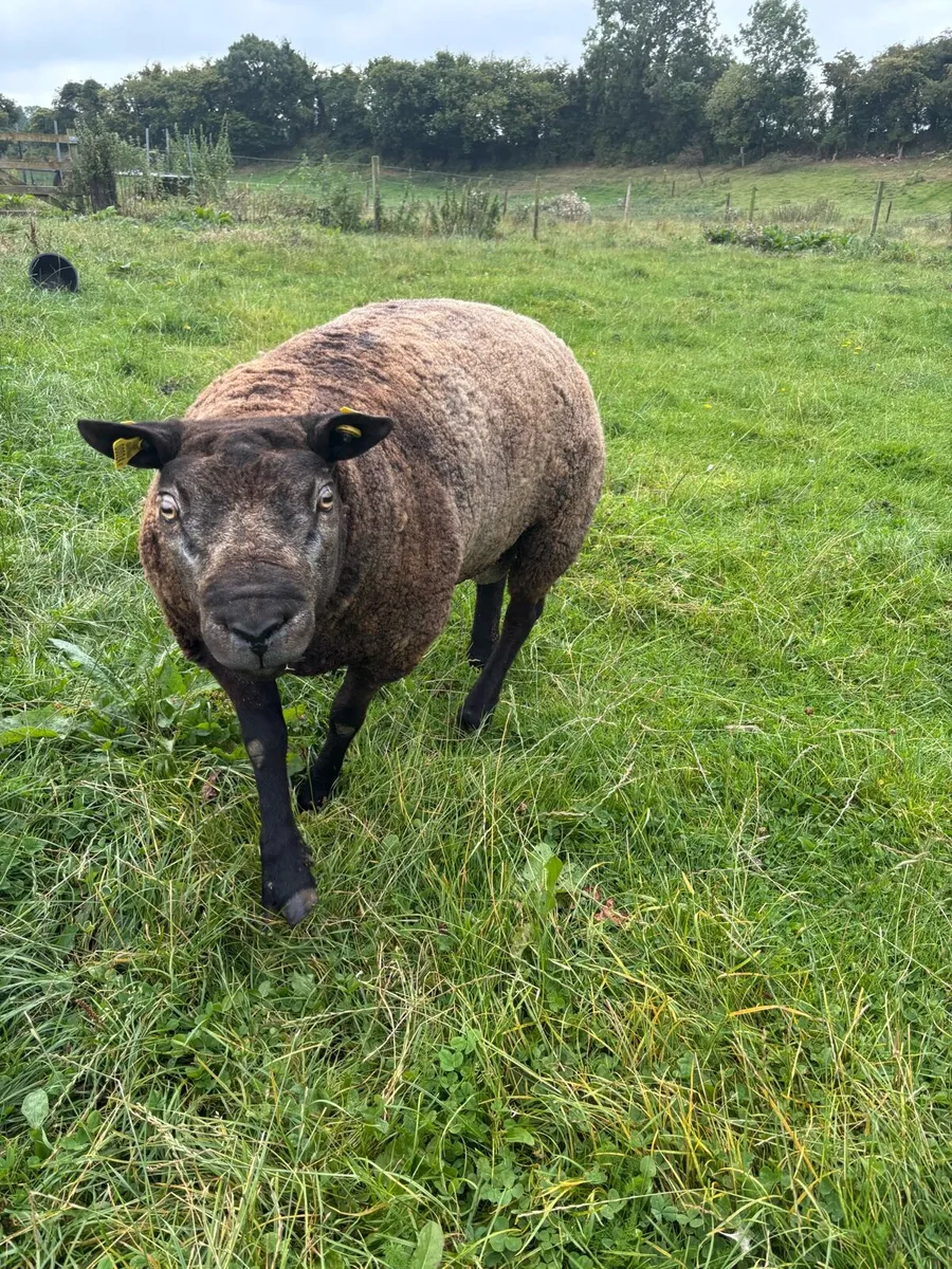 Pedigree Blue texel Ram - Image 1