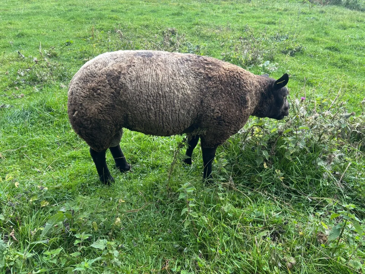 Pedigree Blue texel Ram - Image 3
