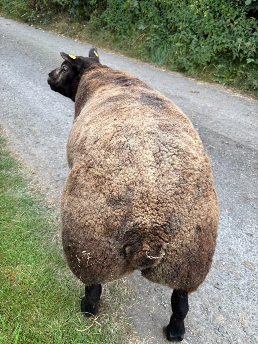 Pedigree Blue texel Ram - Image 4