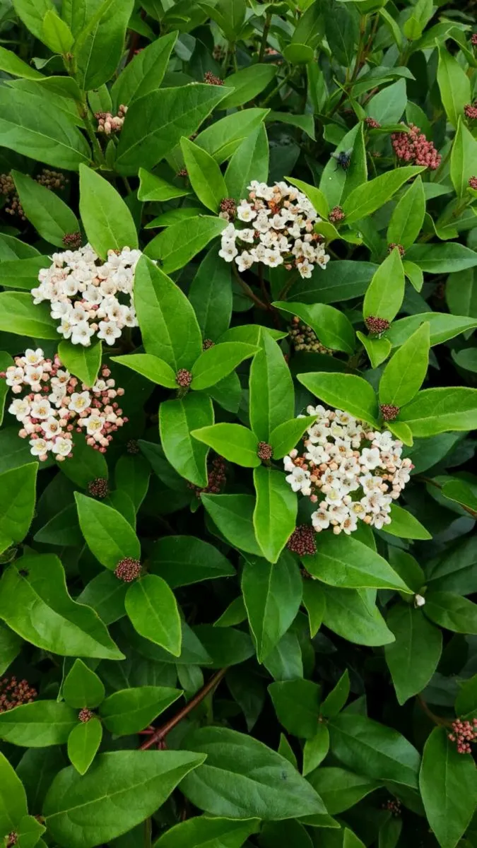 TIRED of Laurel Hedging what else is out there? - Image 2
