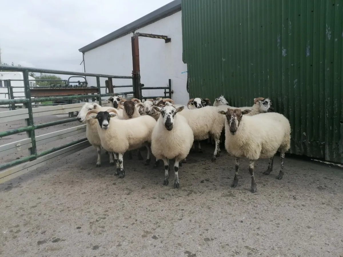 14 HOGGET EWES