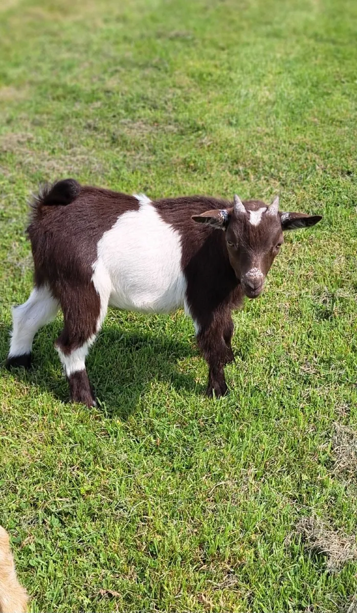 Pygmy Goat Wether Kids - Image 3