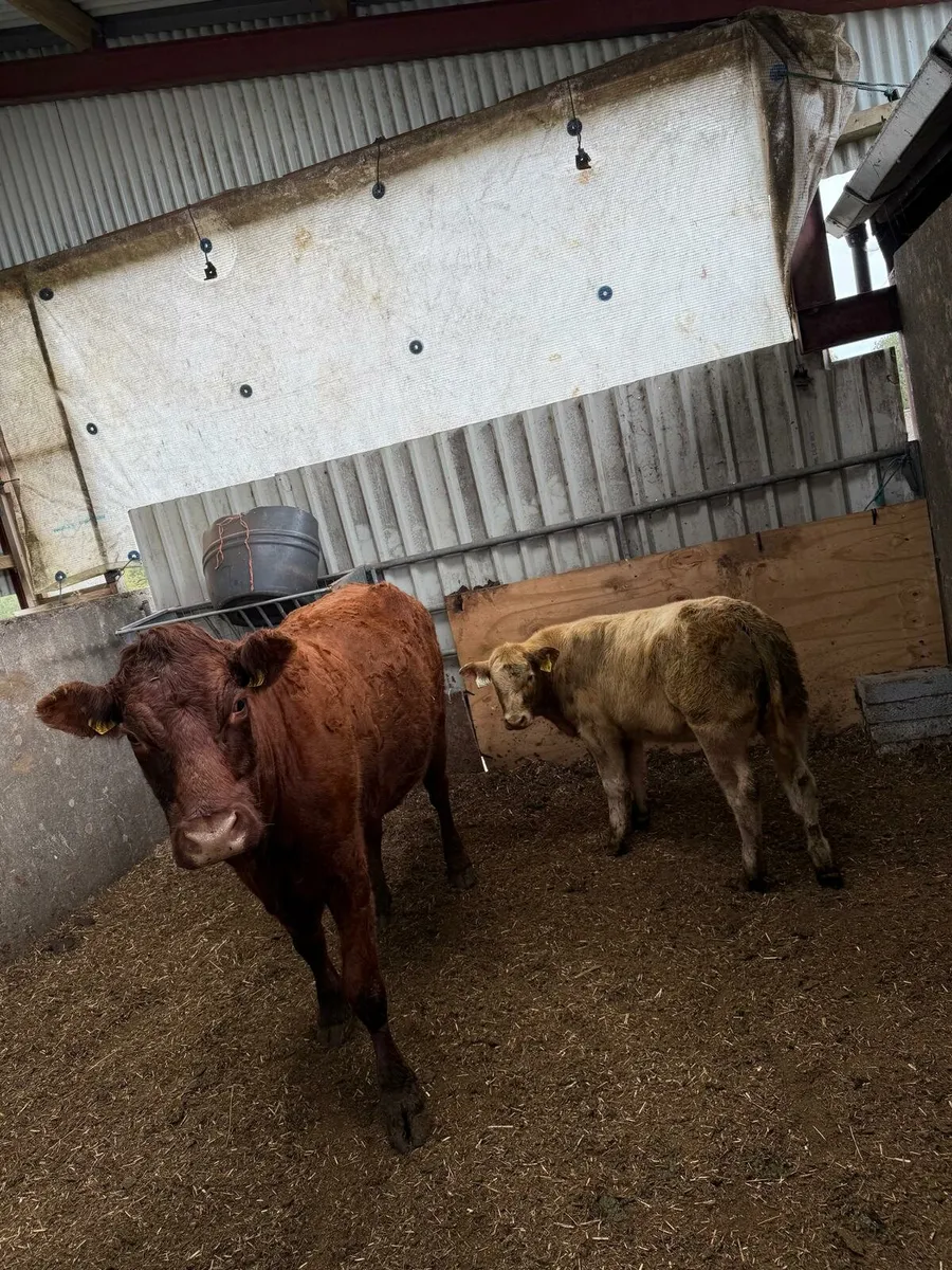 Suckler Cows with calves at foot DBO Mart - Image 2