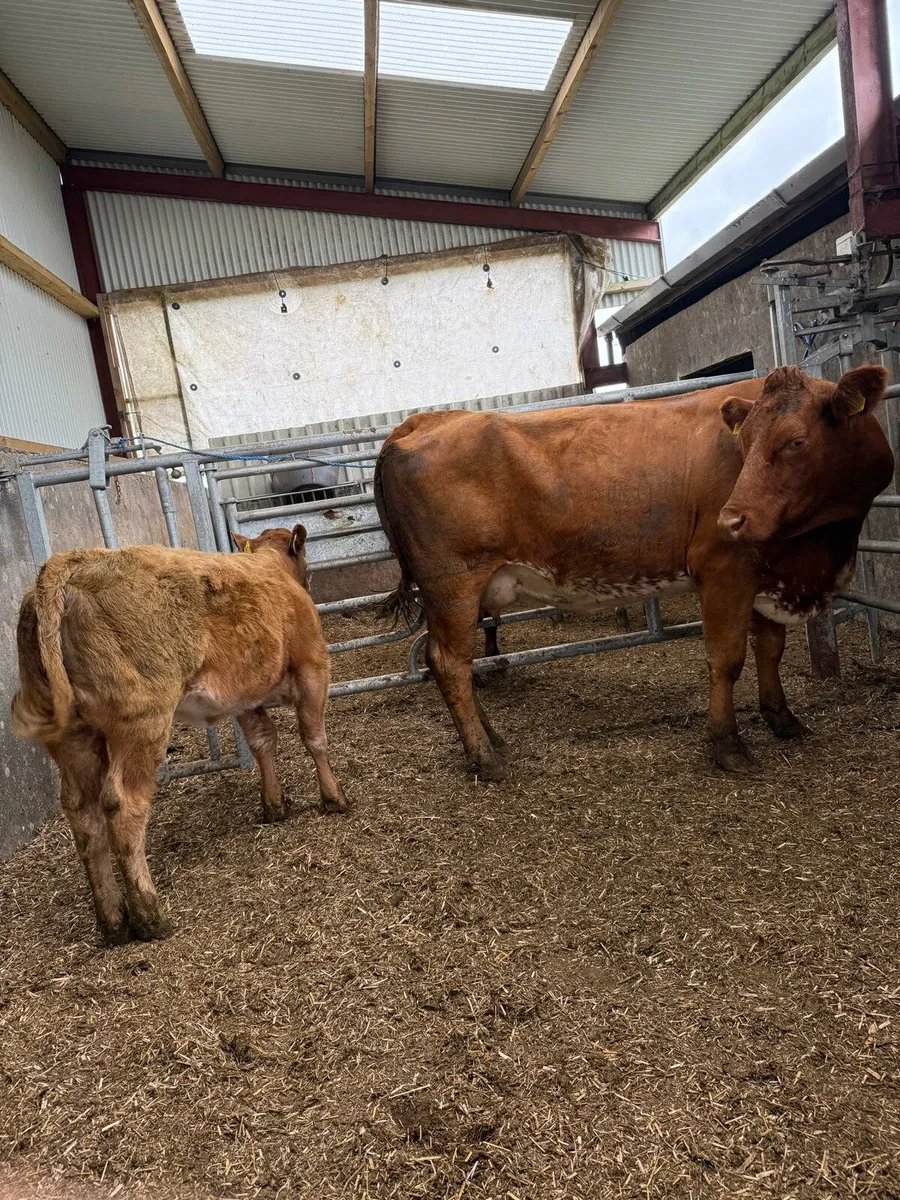 Suckler Cows with calves at foot DBO Mart - Image 3