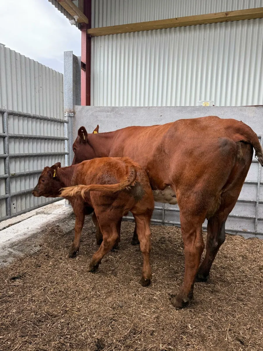 Suckler Cows with calves at foot DBO Mart - Image 4