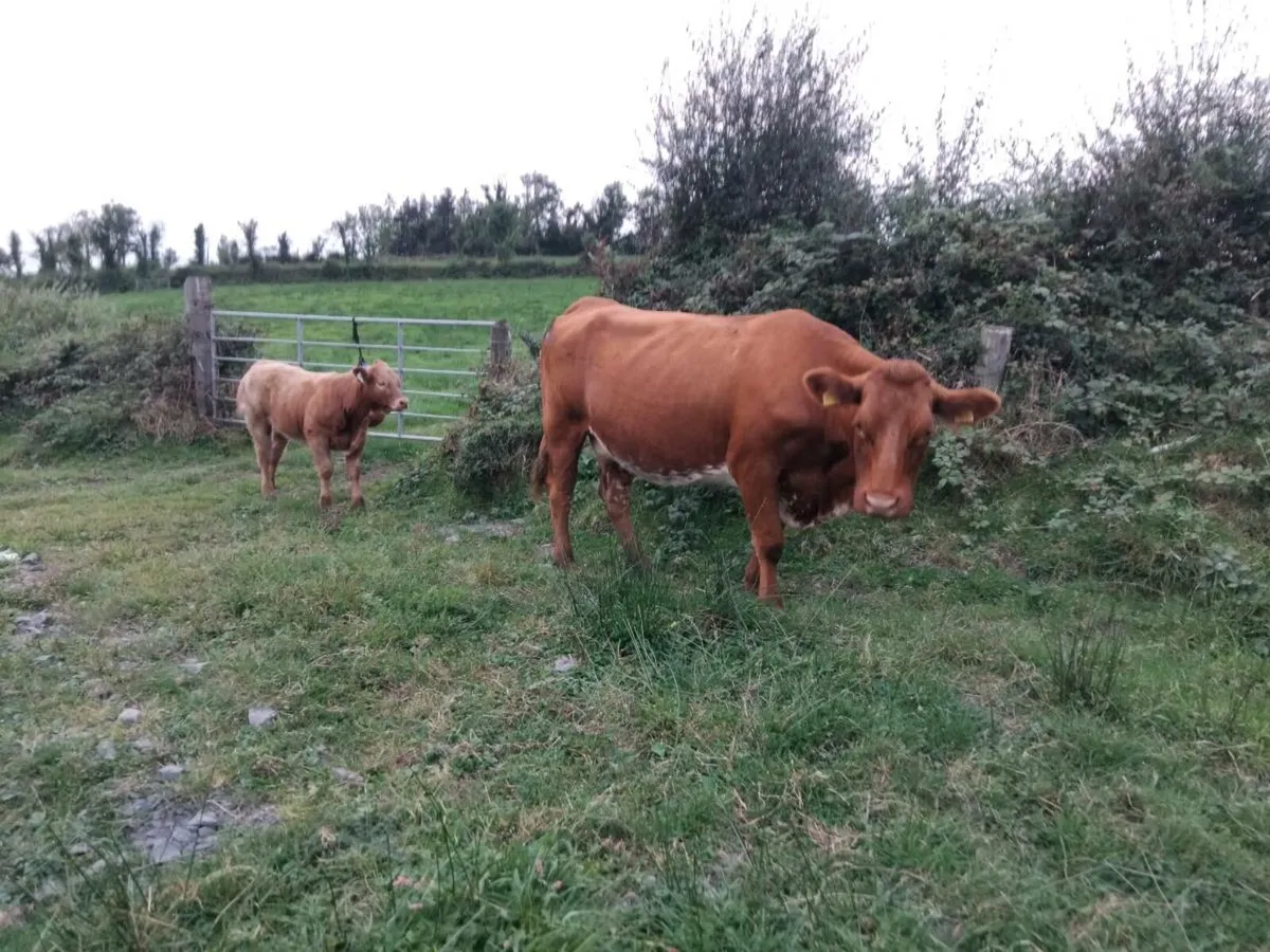 Suckler Cows with calves at foot DBO Mart - Image 1