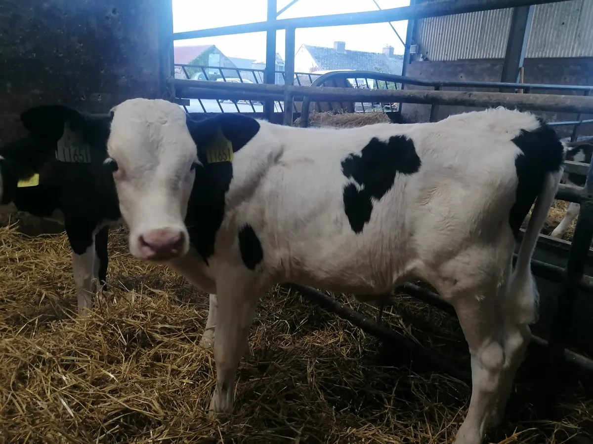Montbeliarde Calves - Image 3