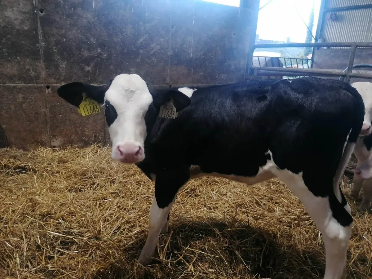Montbeliarde Calves - Image 4